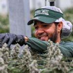 Cannabis Example Pic